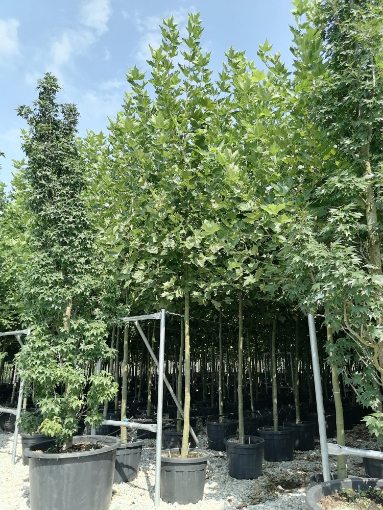 Oriental plane tree